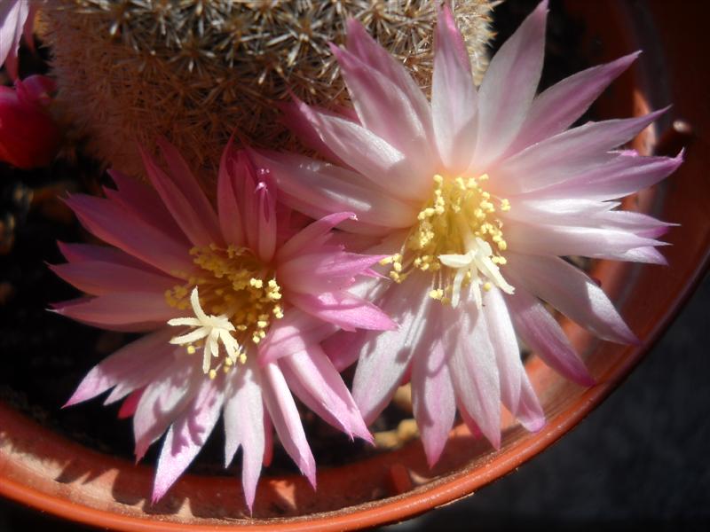 Rebutia narvaecensis 