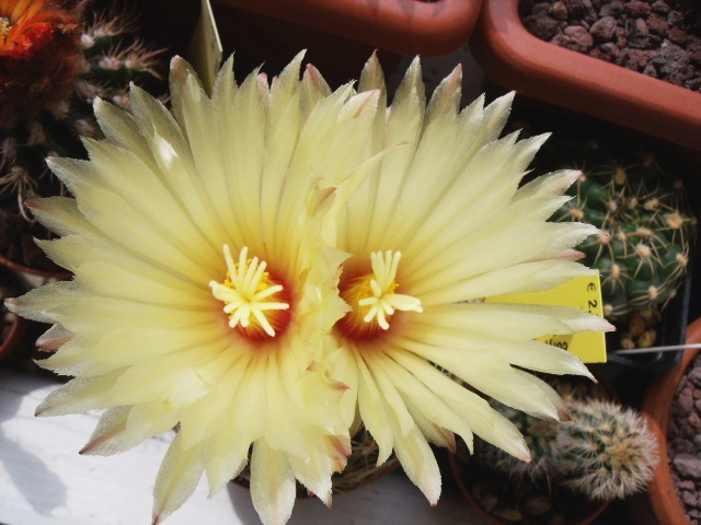 Coryphantha retusa 