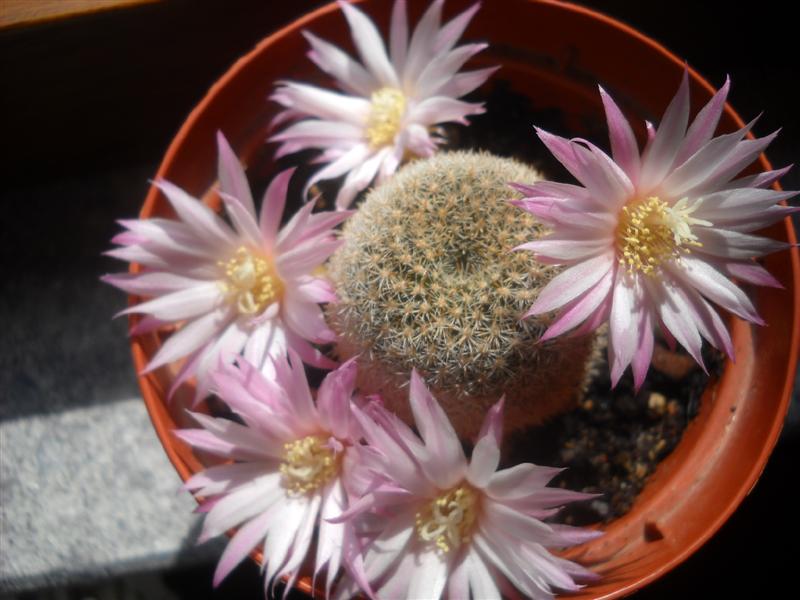 Rebutia narvaecensis 