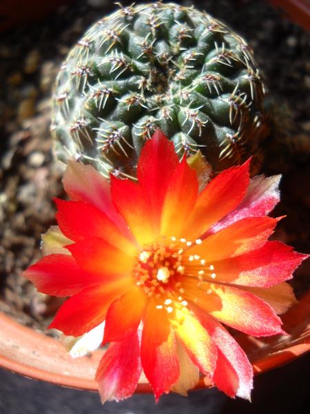 Sulcorebutia canigueralii 