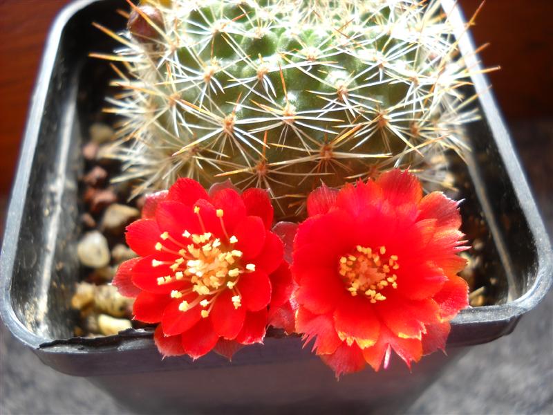 Rebutia pseudodeminuta 