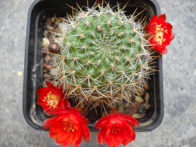 Rebutia pseudodeminuta 