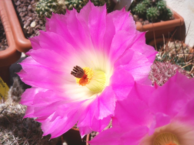 Echinocereus rigidissimus ssp. rubispinus 