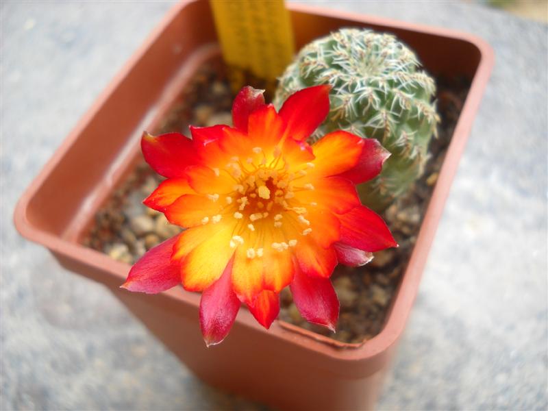 Sulcorebutia tarabucoensis v. callecallensis 