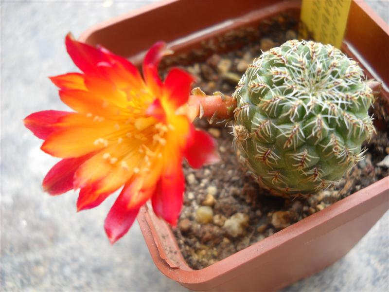 Sulcorebutia tarabucoensis v. callecallensis 