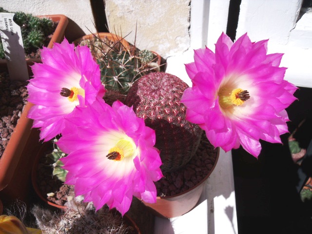 Echinocereus rigidissimus ssp. rubispinus 