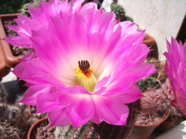 Echinocereus rigidissimus ssp. rubispinus 