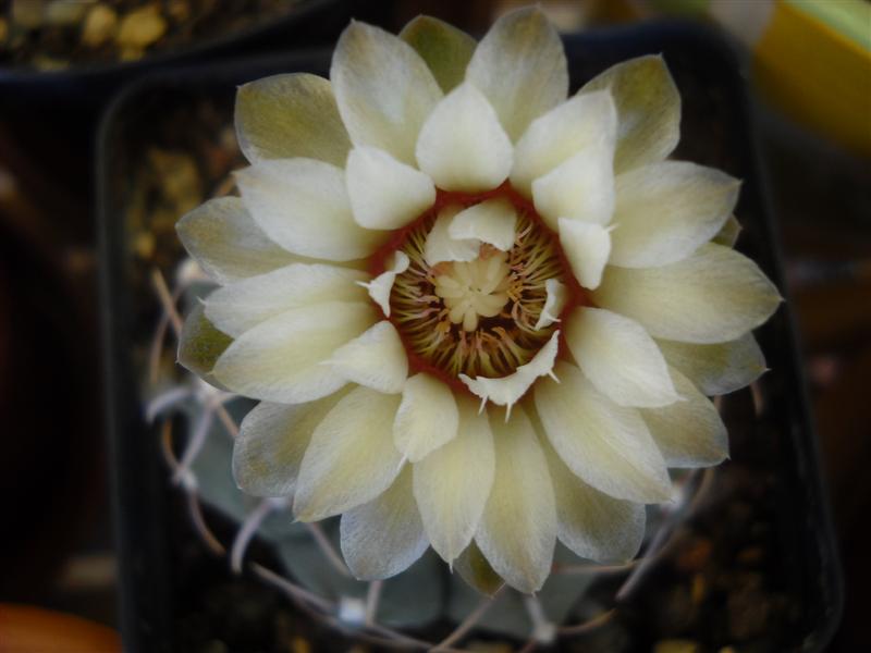 Gymnocalycium vatteri 