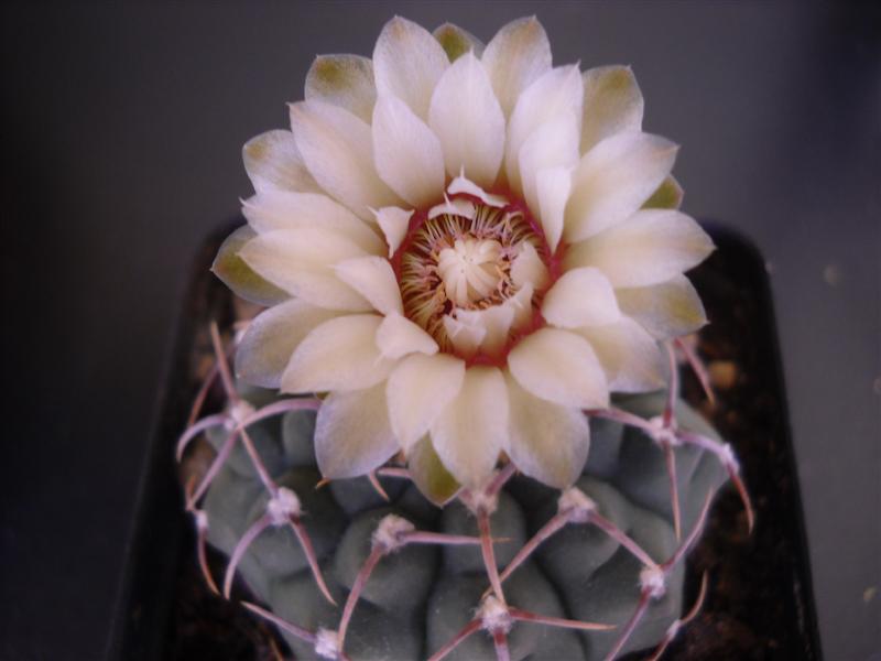 Gymnocalycium vatteri 