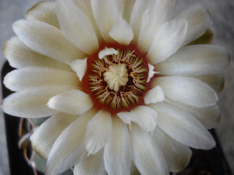 Gymnocalycium vatteri 