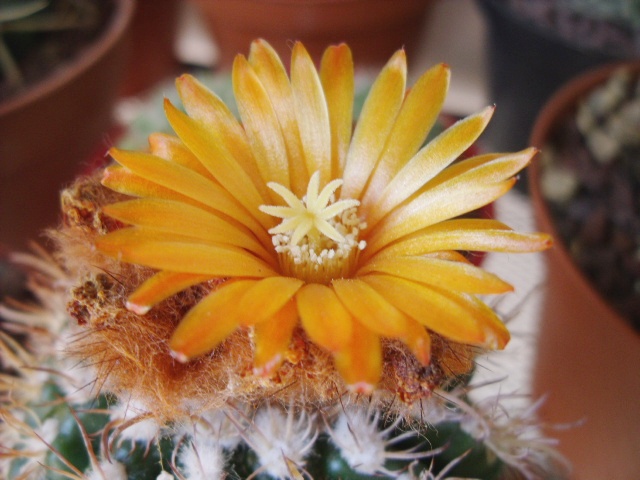 Parodia laui 