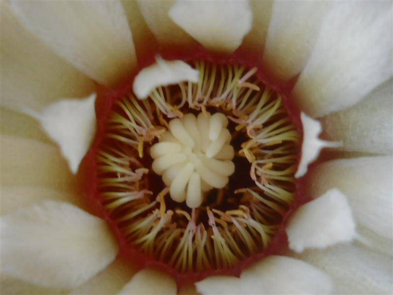 Gymnocalycium vatteri 