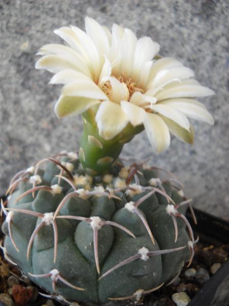 Gymnocalycium vatteri 