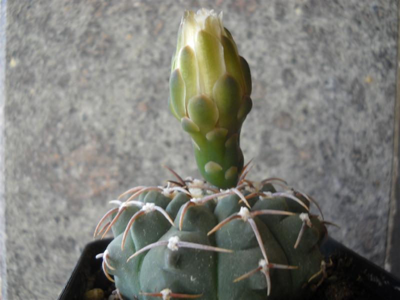 Gymnocalycium vatteri 