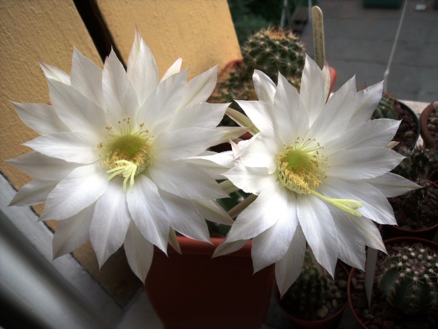 Echinopsis subdenudata 