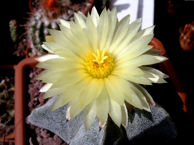 Astrophytum myriostigma 