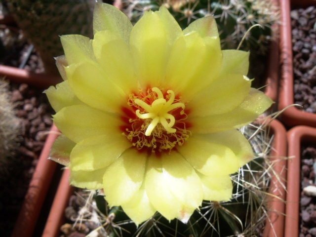 Thelocactus setispinus v. orcuttii 