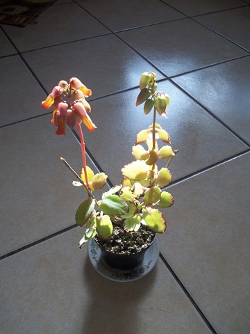 kalanchoe fedtschenkoi