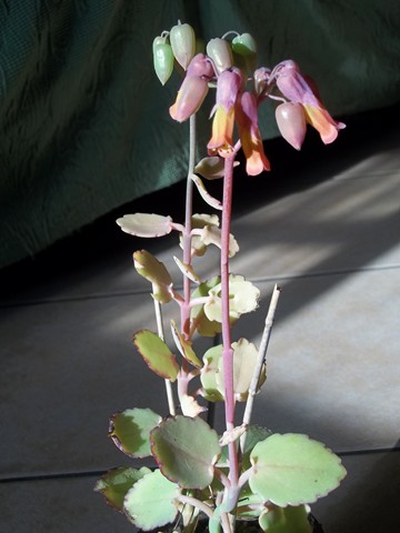 Kalanchoe fedtschenkoi 