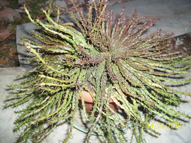 Euphorbia pugniformis 