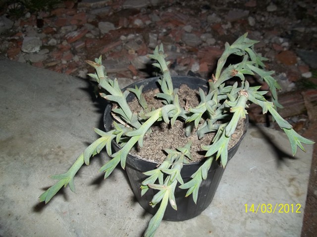 ruschia rupicola