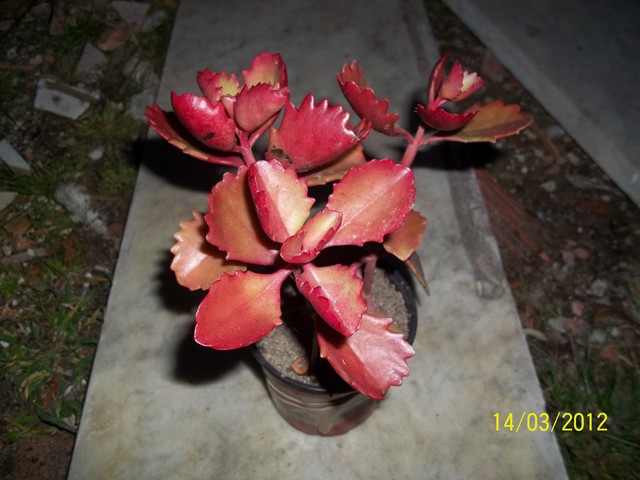 Kalanchoe sexangularis 