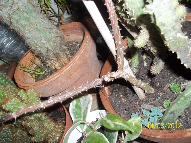 Pterocactus tuberosus 