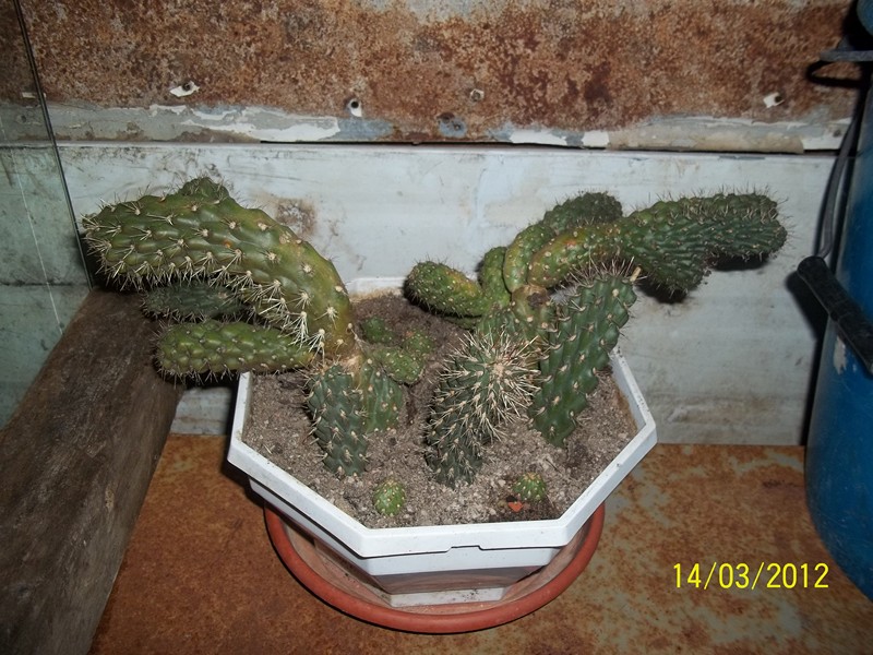 Opuntia Fulgida 