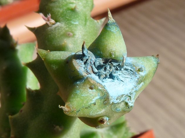 Piaranthus hybrid 