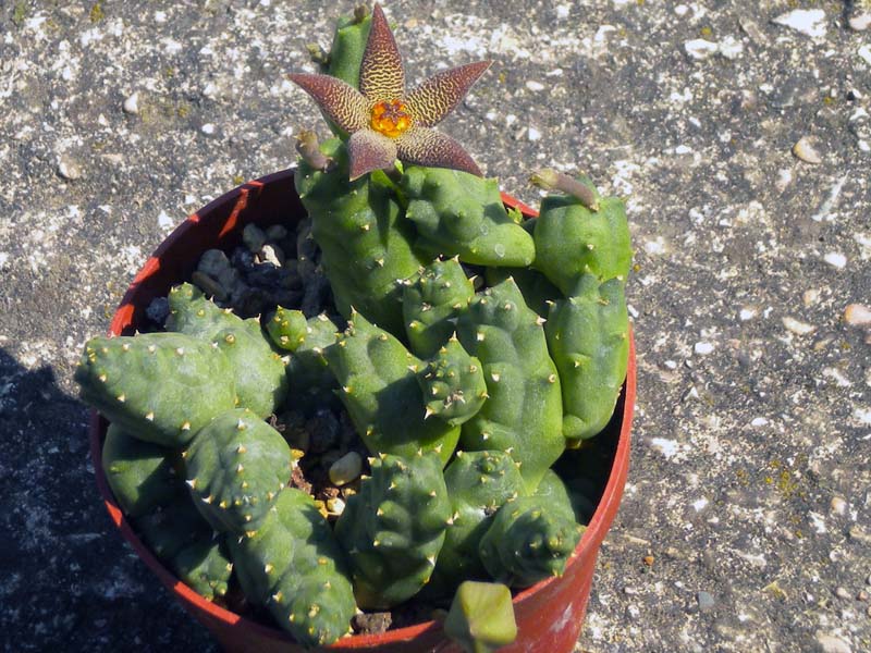 Piaranthus foetidus 