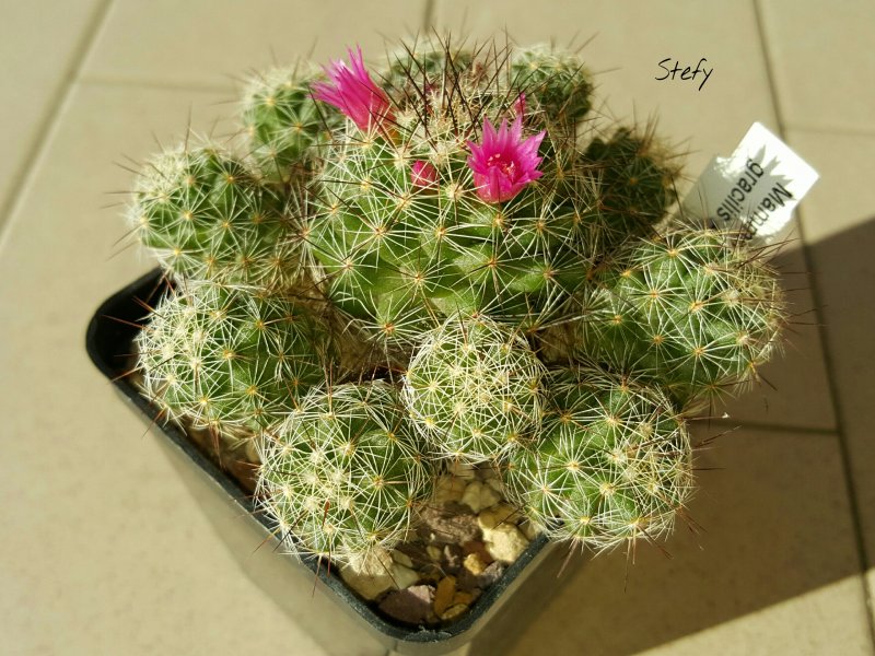 Mammillaria gracilis v. pulchella 