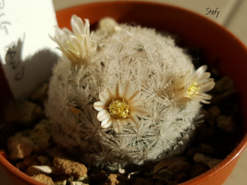 Mammillaria lasiacantha SB 500