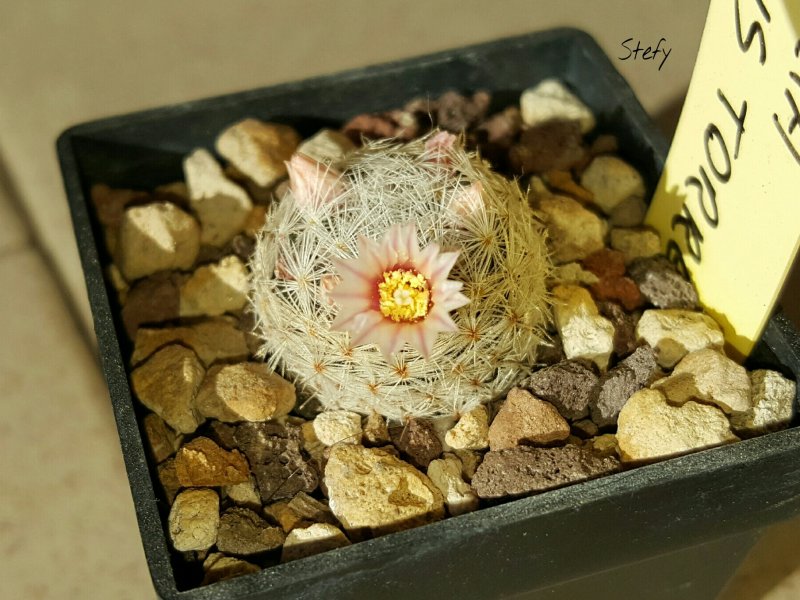 Mammillaria lasiacantha 