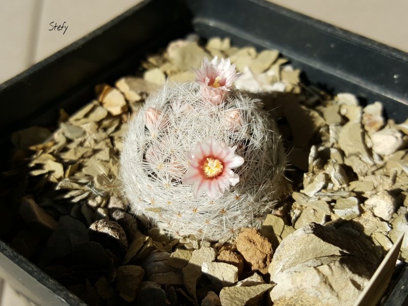 mammillaria viescensis