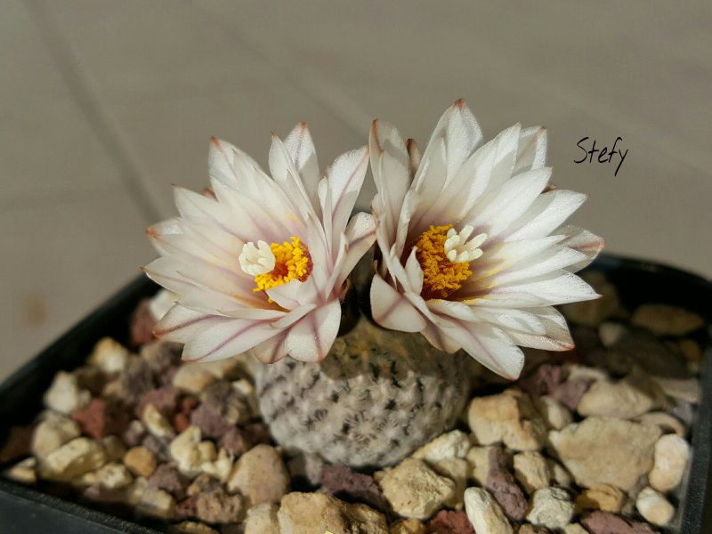 Turbinicarpus valdezianus v. albiflorus 