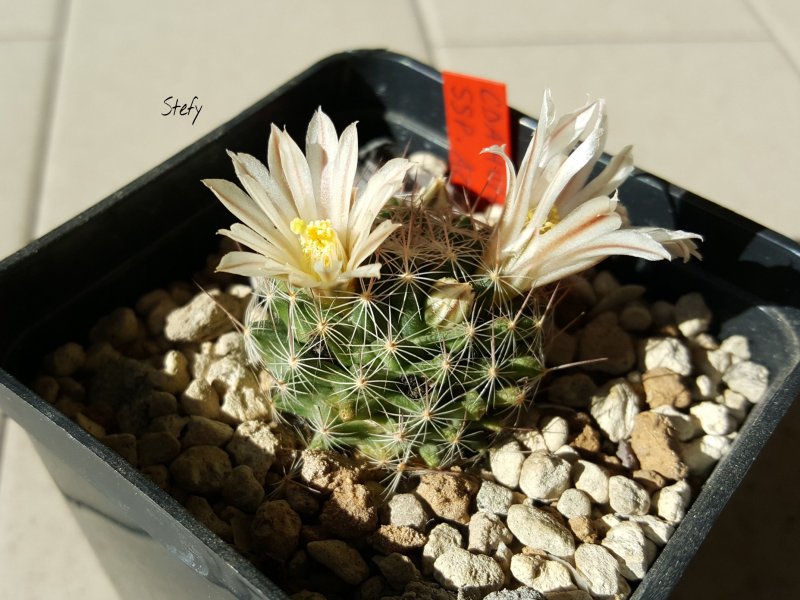 Mammillaria coahuilensis ssp. albiarmata 