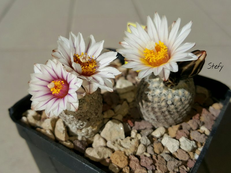 Turbinicarpus valdezianus v. albiflorus 