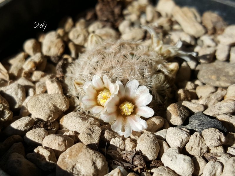 Mammillaria roemeri 