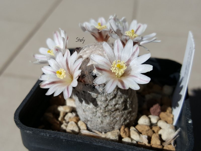 Mammillaria sanchez-mejoradae 