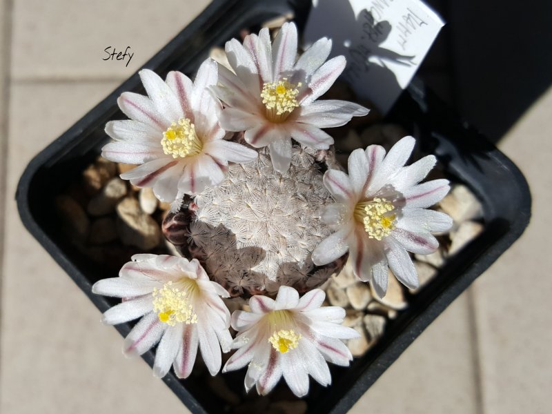 Mammillaria sanchez-mejoradae 