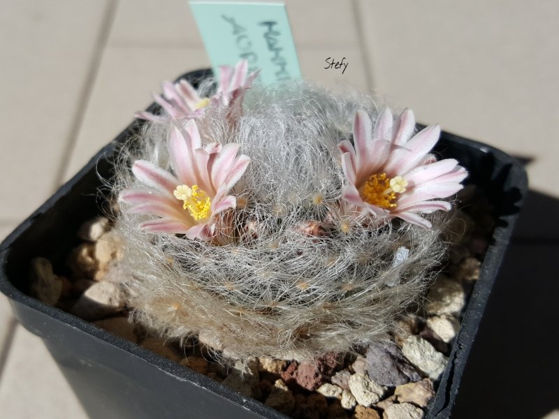 Mammillaria aureilanata 