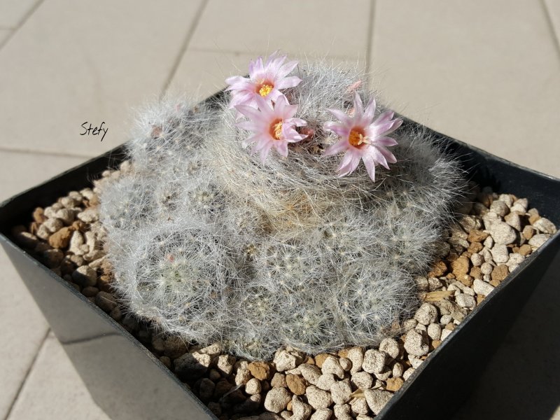 Mammillaria glassii ssp. ascensionis 