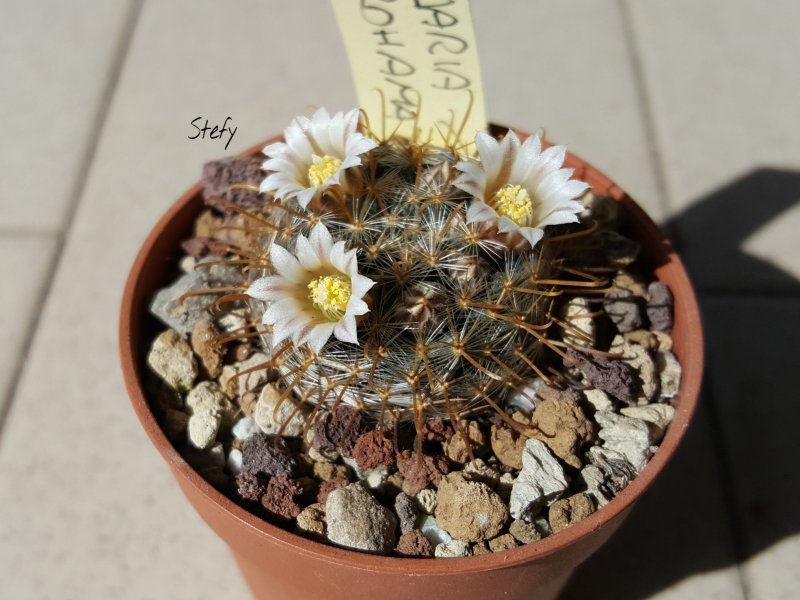 Mammillaria sinistrohamata 