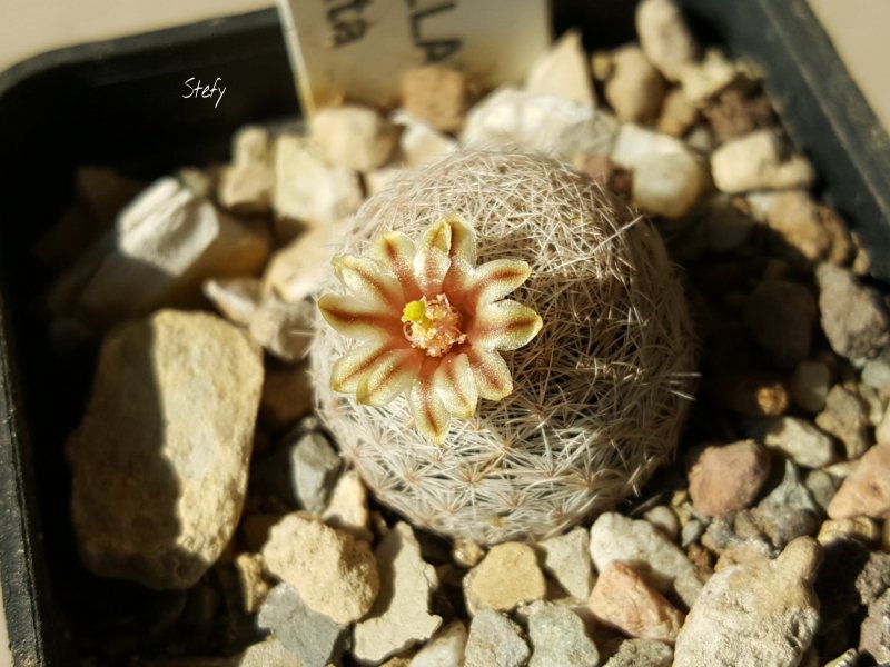 Mammillaria denudata 