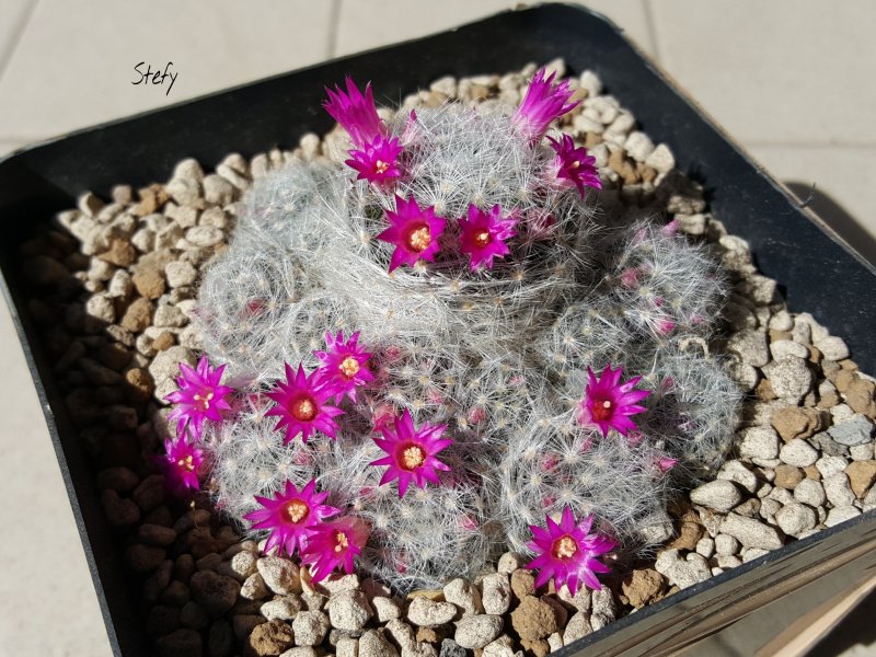 Mammillaria laui ssp. dasyacantha 