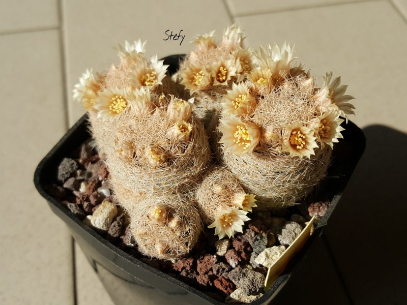 Mammillaria magallanii 