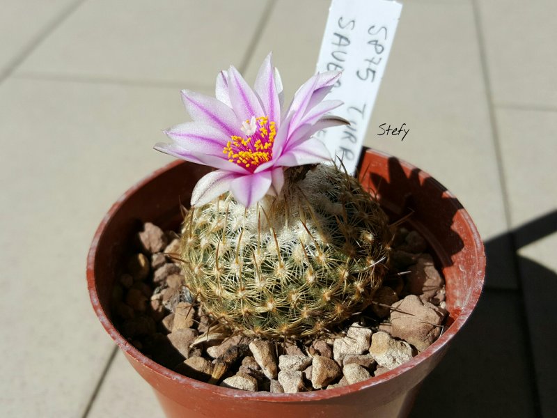 Turbinicarpus saueri ssp. septentrionalis 