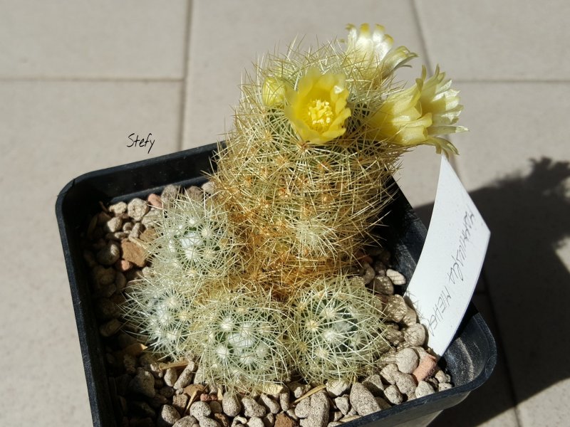 Mammillaria mieheana 