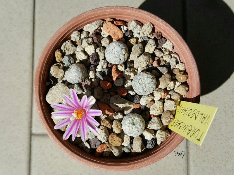 Turbinicarpus valdezianus 