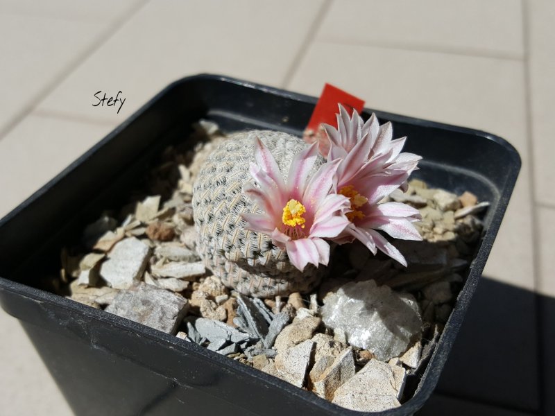 Mammillaria pectinifera 